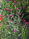 Lychnis coronaria