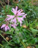 Lychnis flos-cuculi