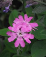 Lychnis flos-jovis