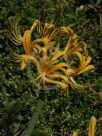 Lycoris aurea