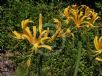 Lycoris aurea