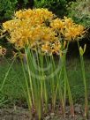 Lycoris aurea