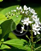 Lysimachia clethroides