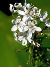 Lysimachia clethroides