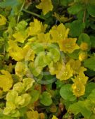 Lysimachia nummularia Aurea