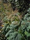 Macleaya cordata