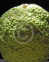 Maclura pomifera