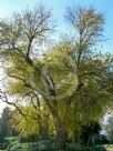 Maclura pomifera