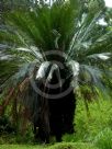 Macrozamia communis