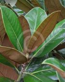 Magnolia grandiflora Exmouth