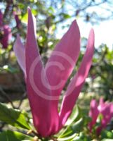 Magnolia liliiflora Nigra