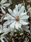 Magnolia stellata