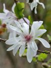 Magnolia stellata