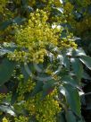 Berberis aquifolium