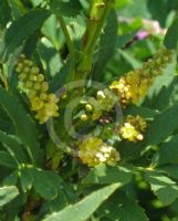 Mahonia fortunei