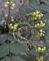 Mahonia japonica Bealei Group