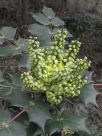 Mahonia japonica Bealei Group