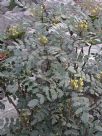 Mahonia japonica Bealei Group