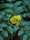 Berberis repens