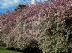 Malus floribunda