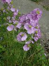 Malva moschata