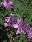 Malva sylvestris