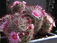 Mammillaria bombycina