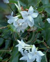 Mandevilla laxa