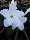 Mandevilla laxa