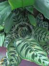 Calathea makoyana