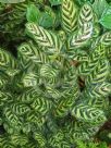 Calathea makoyana