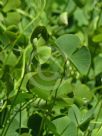 Marsilea quadrifolia