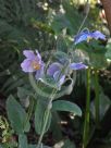 Meconopsis baileyi