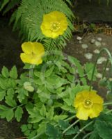 Papaver cambricum