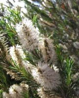 Melaleuca armillaris