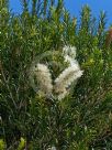 Melaleuca armillaris