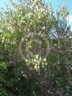 Melaleuca armillaris