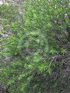 Melaleuca bracteata Revolution Green