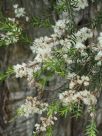 Melaleuca decora