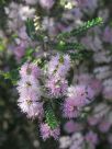 Melaleuca decussata