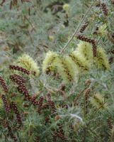 Melaleuca incana