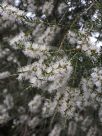 Melaleuca lanceolata