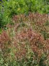 Melaleuca linariifolia Claret Tops