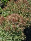 Melaleuca linariifolia Claret Tops