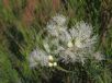 Melaleuca linariifolia