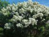 Melaleuca linariifolia