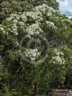 Melaleuca linariifolia