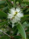 Melaleuca quinquenervia