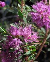 Melaleuca thymifolia