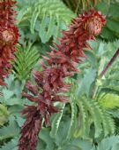 Melianthus major